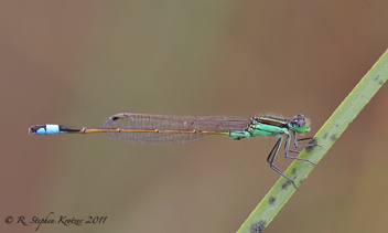 Ischnura ramburii, male